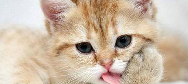 小猫可以吃渴望吗（探究渴望的营养成分）