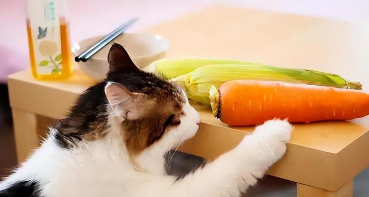 小猫可以吃冷食吗（宠物喜好与健康的平衡探究）