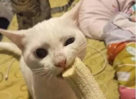 宠物小猫能否吃苹果？猫咪的饮食知识解析