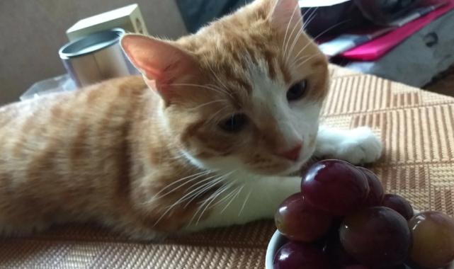 宠物小猫能否吃葡萄（小猫的饮食安全与健康）
