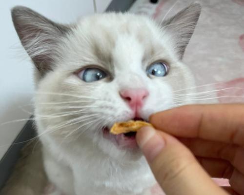 小猫可以吃巧克力吗（探究宠物饮食的真相）