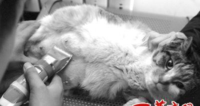 小猫手术——为宠物健康保驾护航（小猫手术的必要性与安全性分析）