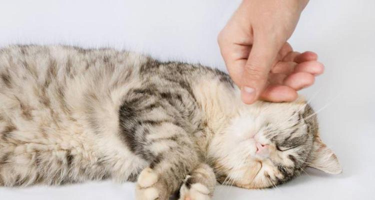 小猫手术——为宠物健康保驾护航（小猫手术的必要性与安全性分析）