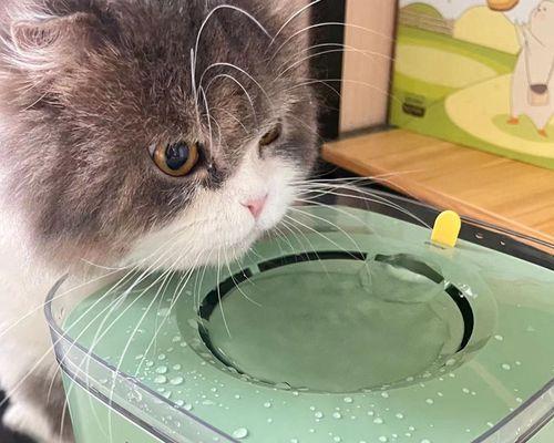小猫拉肚子为什么总喝水（探究小猫拉肚子喝水的原因和应对方法）