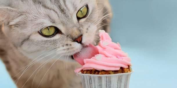 小猫猫能否吃糖（了解小猫猫对糖类食物的反应）
