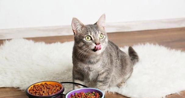 小猫猫的饮食习惯（以宠物为主的健康饮食指南）