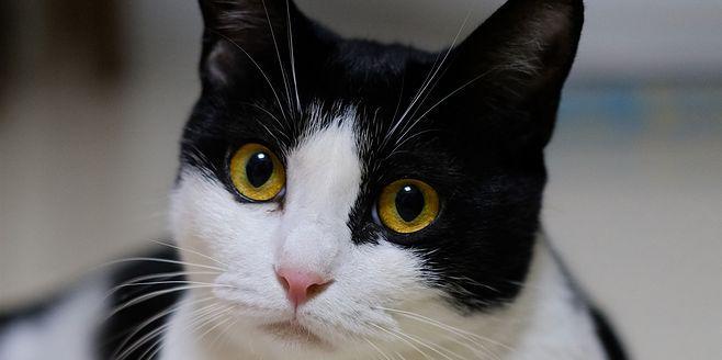 小猫为何喜欢眯眼睛（探究猫咪眯眼的秘密）
