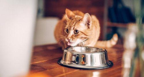 小猫的饮食指南（让你的小猫健康成长的食物清单）