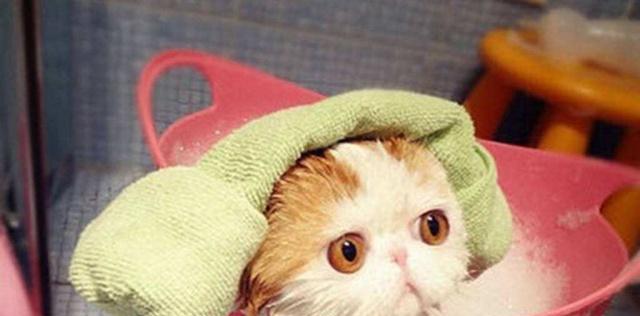 小猫能天天洗澡吗？——宠物日常护理知识剖析
