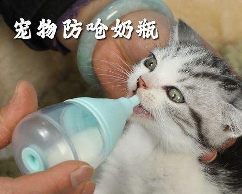 小猫能喝人奶吗（探究小猫的饮食需求及喂养技巧）