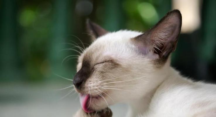 小猫呕吐的原因及应对方法（宠物养护小知识）