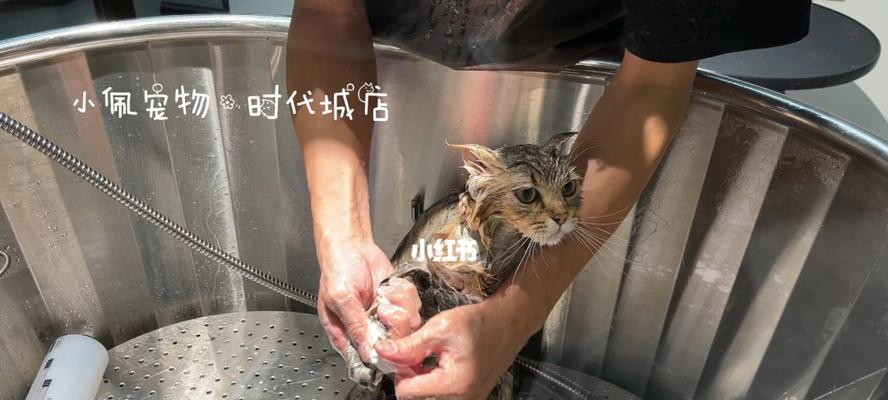 如何让宠物猫不再害怕洗澡（应对小猫洗澡恐惧的有效方法）