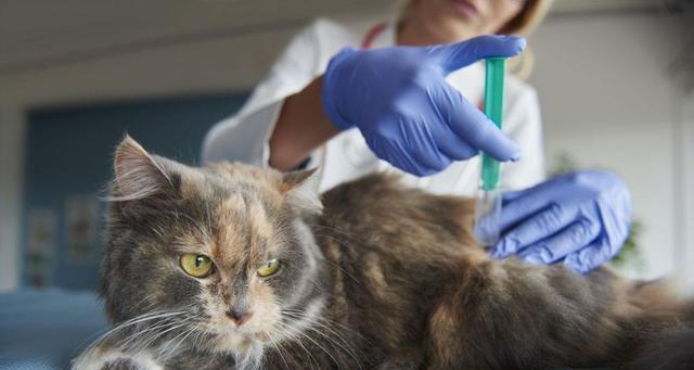 宠物养护手册之小猫疫苗攻略（带小猫去哪里打疫苗）