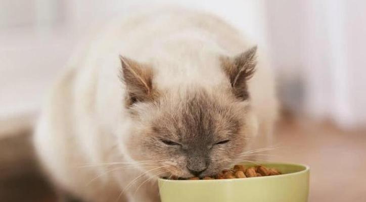 如何正确喂养宠物猫生牛肉（掌握正确的饮食方法）