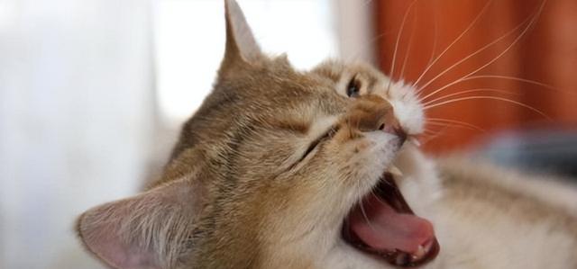 为什么宠物猫会流鼻水（探究猫咪流鼻水的原因和治疗方法）