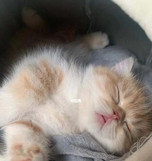 小猫为什么睁眼睡（探究宠物猫的睡眠习惯与行为）