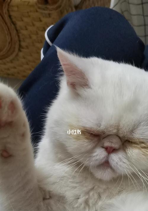 小猫为什么睁眼睡（探究宠物猫的睡眠习惯与行为）