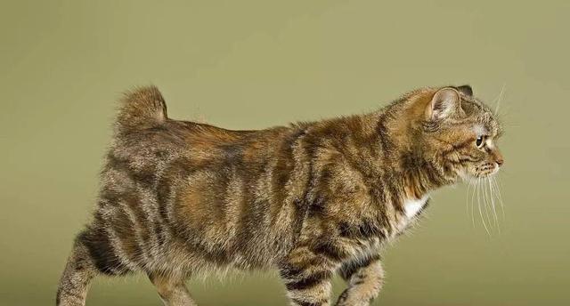 小猫尾巴的弯曲之谜（探究猫科动物尾巴的演化及其宠物化历程）