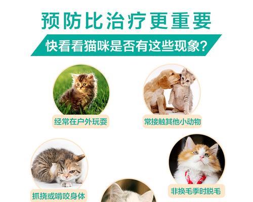 小猫胃炎的治疗方法（以药物治疗为主）