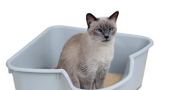 小猫误食猫砂致命，宠物安全需引起重视（如何避免宠物误食猫砂）
