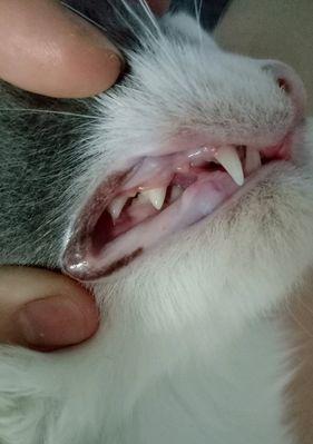 小猫的牙齿生长过程（从出生到成年）