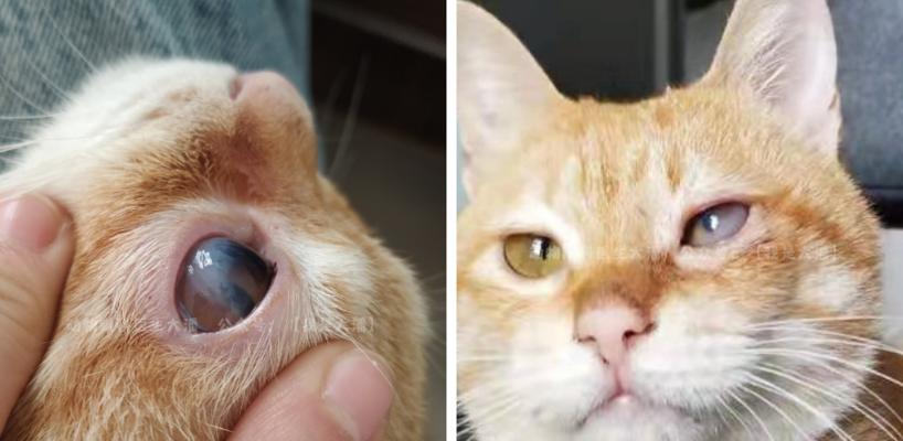 小猫眼睛发炎红肿的原因及治疗方法（保护宠物眼睛健康）
