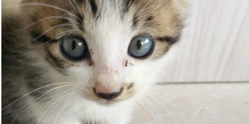 小猫摔了鼻血喷嚏，如何保护宠物安全（避免宠物跌倒伤害的方法）