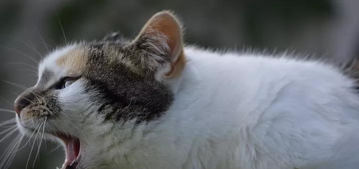 小猫摔了鼻血喷嚏，如何保护宠物安全（避免宠物跌倒伤害的方法）