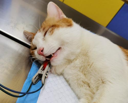 小猫打疫苗的重要性与时间安排（宠物健康必备）