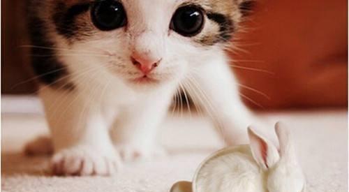 宠物小猫如何科学补充营养（养宠物）