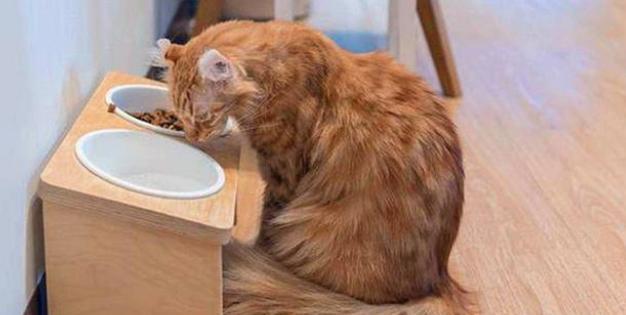宠物小猫如何科学补充营养（养宠物）