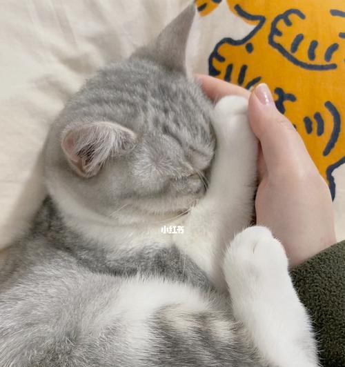 让小猫睡个香甜觉的秘诀与技巧（让小猫睡个香甜觉的秘诀与技巧）
