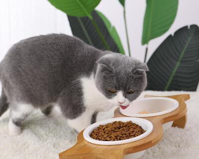 小猫的健康饮食之猫粮篇（只吃几颗猫粮）