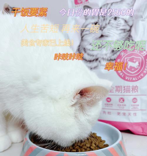小猫的健康饮食之猫粮篇（只吃几颗猫粮）