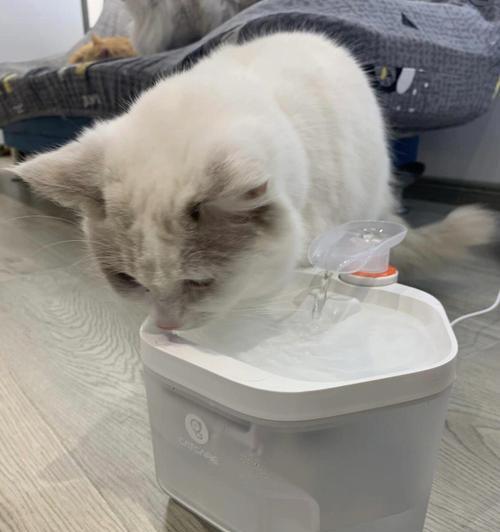 小猫为何一晚上不喝水？