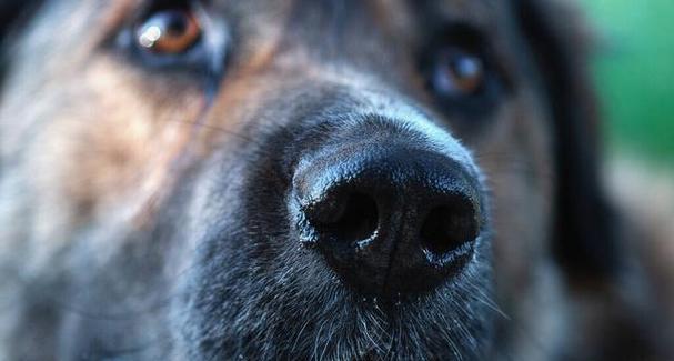 小狗鼻头干，如何保持宠物健康（了解鼻头干的原因和解决方案）