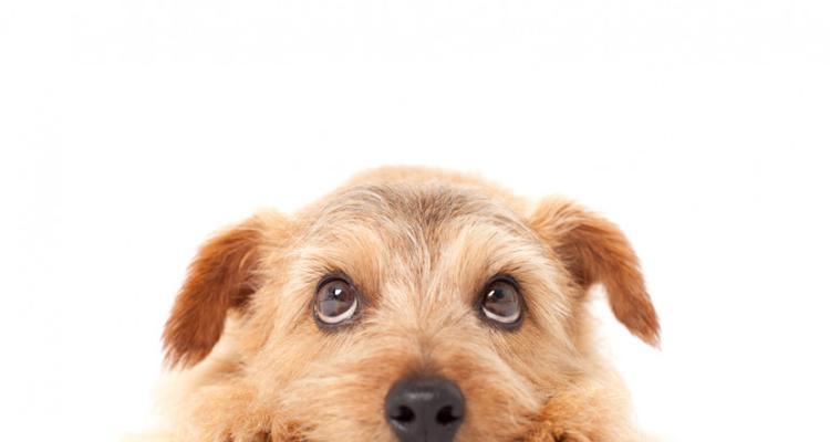 小狗鼻头干，如何保持宠物健康（了解鼻头干的原因和解决方案）