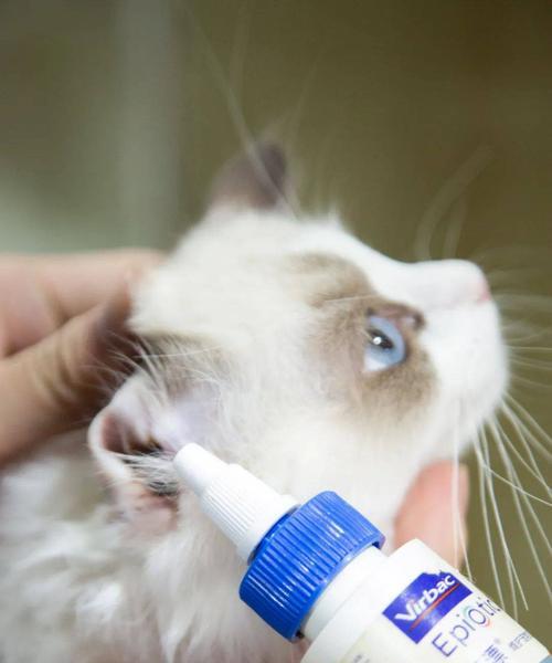 用水清洁猫咪耳朵，宠物健康从细节开始（详解如何正确给猫咪清洁耳朵）