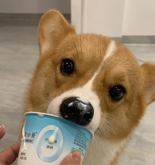 给幼犬喝什么牌酸奶（从宠物的健康角度出发）