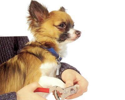 如何用正确的工具为狗狗剪指甲（宠物保健必须知道的技巧）