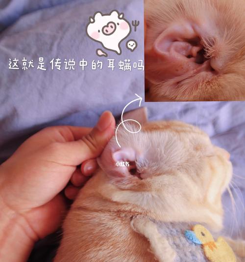 猫咪耳螨的预防与治疗（宠物主人必知的耳螨防控知识）