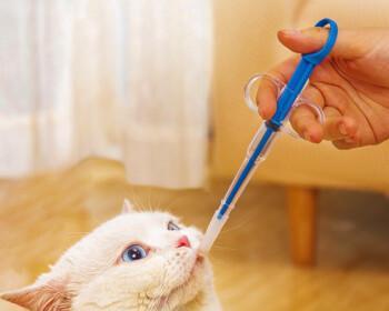 如何给宠物猫咪喂药（学会正确的方法）
