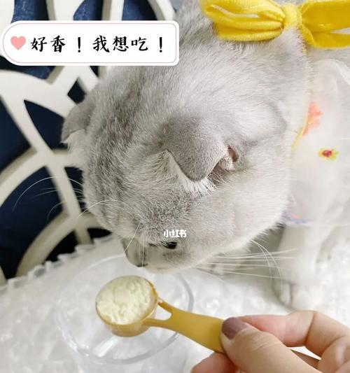 宠物小猫的营养需要，如何冲羊奶粉（羊奶粉的选择和使用技巧）