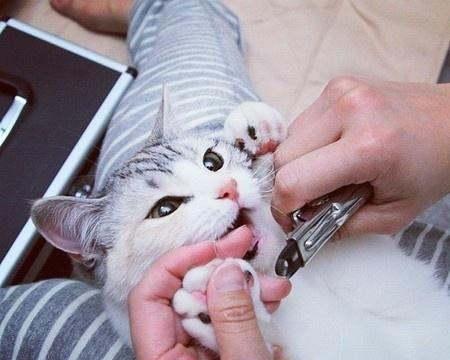 小猫咪指甲修剪指南（如何安全、有效地给宠物猫修剪指甲）