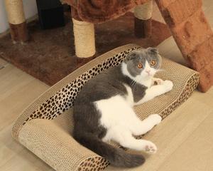 如何教宠物猫使用猫抓板（让您的猫咪爱上猫抓板）