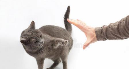 如何正确纠正猫咪伸爪子的行为（掌握正确方法）