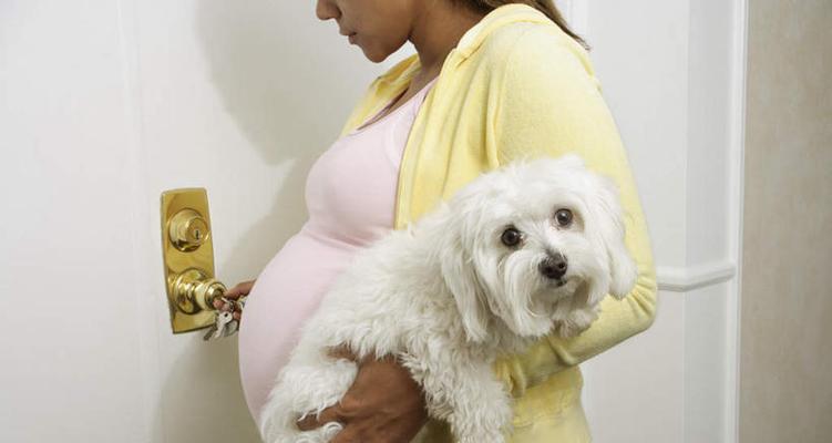 如何判断小狗是否怀孕（掌握这些方法）