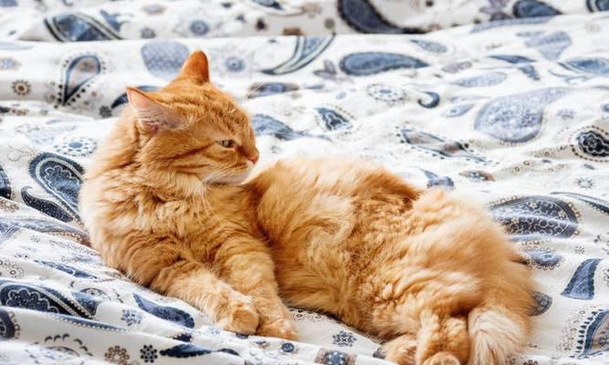如何让宠物猫不睡床（15个小技巧帮你让猫咪远离床铺）