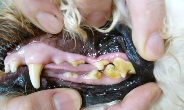 清除狗狗牙石的5种有效方法