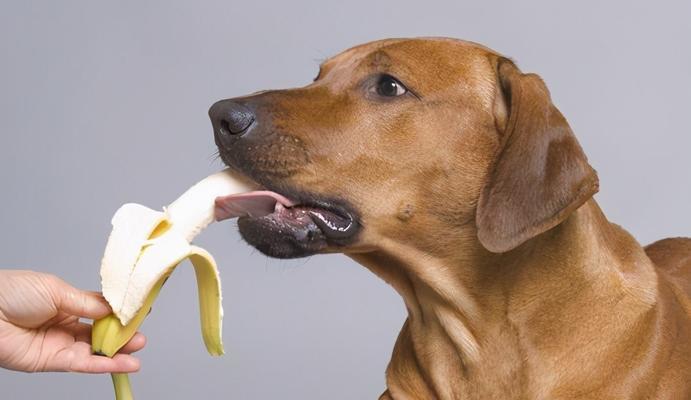 如何让宠物狗狗愉快地进食（营养均衡的饮食方案和解决食欲不振的方法）